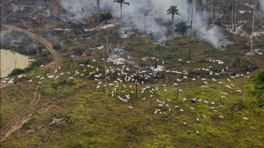A estimativa é que 90% das árvores derrubadas na Amazônia dão lugar a pastos (Foto:Daniel Beltrá/Greenpeace)