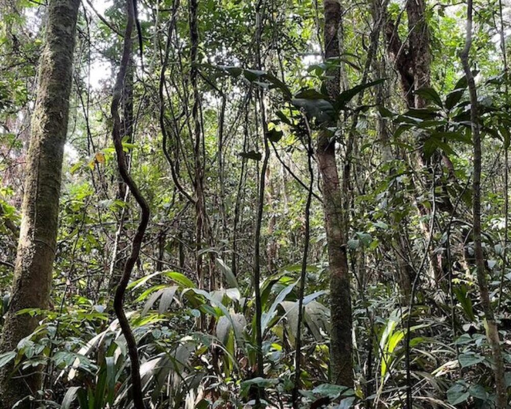 Forest surrounding a Golden Veroleum Liberia oil palm plantation. Image by Jonathan H. Timperley.