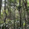 Forest surrounding a Golden Veroleum Liberia oil palm plantation. Image by Jonathan H. Timperley.