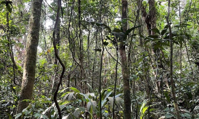 Forest surrounding a Golden Veroleum Liberia oil palm plantation. Image by Jonathan H. Timperley.