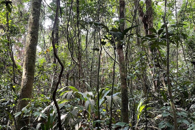 Forest surrounding a Golden Veroleum Liberia oil palm plantation. Image by Jonathan H. Timperley.