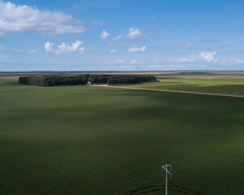 Fornecedor da Cargill com histórico de autuações ambientais obteve crédito privado no mercado de capitais por meio da emissão de um Certificado de Recebíveis do Agronegócio. Na foto, área cultivada com soja no Cerrado (Foto: Fernando Martinho/Repórter Brasil)
