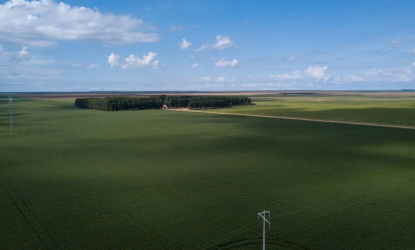 Fornecedor da Cargill com histórico de autuações ambientais obteve crédito privado no mercado de capitais por meio da emissão de um Certificado de Recebíveis do Agronegócio. Na foto, área cultivada com soja no Cerrado (Foto: Fernando Martinho/Repórter Brasil)